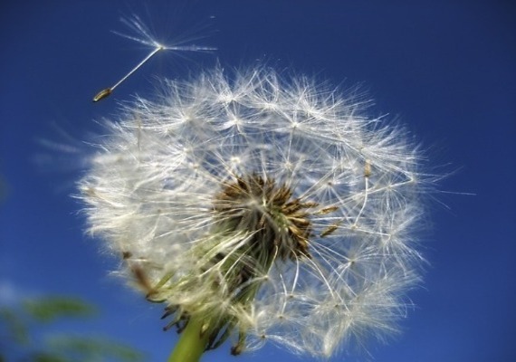 We are experts at pulling weeds.  We also have expert knowledge of plants.