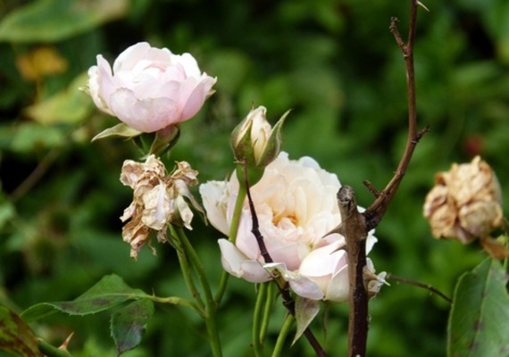 We can keep roses and other flowers looking their best with deadheading.