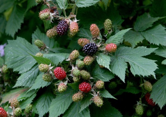The healthiest plants come from the best soil. Make sure your soil has what it needs to grow the most beautiful plants.  