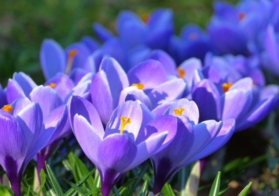Keep your yard full of color from early spring to late fall.