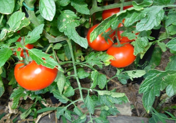 We have everything your fruits and vegetables need from planting to harvest.