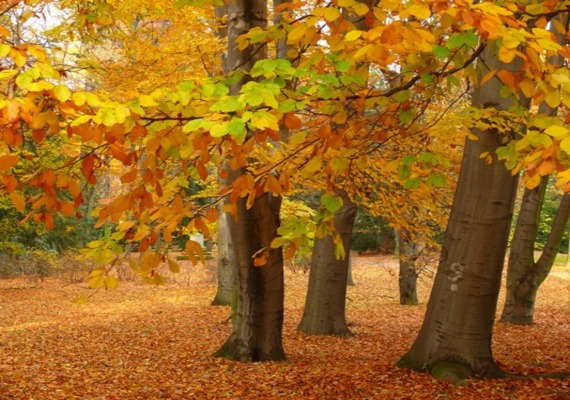 From leaves to garden areas, we can get your yard ready for winter and make sure it is looking good when the tulips arrive.